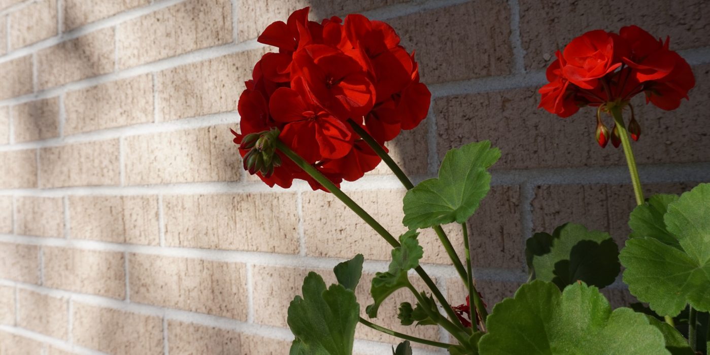 Artikkelikuva kukka tiiliseinä